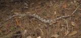 Gray Rat Snake Digesting Prey