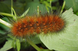 Virginian Tiger Moth Caterpillar (8137)