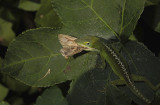 Green Anole Ingesting Moth