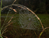 Orb Weaver Web