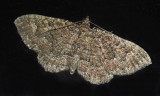 Somber Carpet Moth (7417)