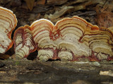 Unidentified Tree Fungus