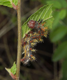 Question Mark Caterpillar