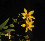 Sunflower, Woodland