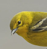 Pine Warbler