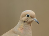 Mourning Dove