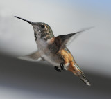 Rufous Hummingbird