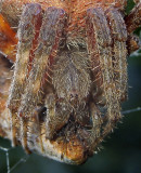 Neoscona crucifera