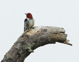 Red-headed Woodpecker