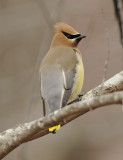 Cedar Waxwing