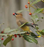 Cedar Waxwing