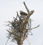 Osprey Building Nest