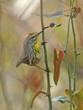 Palm Warbler 