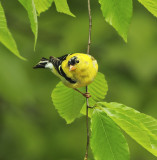 American Goldfinch (Adult Male)