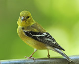 American Goldfinch (Adult Male, final stages of molt)