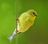 American Goldfinch (final stages spring molt)