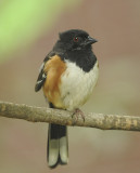 Adult Male