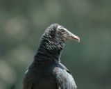 Black Vulture