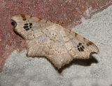 Common Angle Moth (6326)