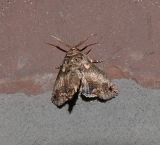 Large Paectes Moth (8962)