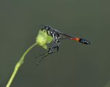 Thread-waisted Wasp