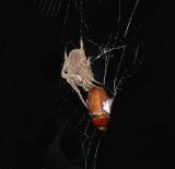 Neoscona crucifera with Prey