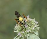 Katydid Wasp