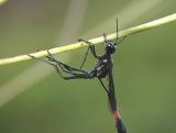 Thread-waisted Wasp