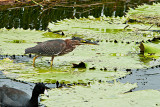 green-heron-sighting