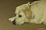 Molly Wally November 11