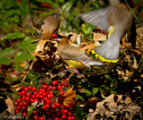 Cedar Waxwings March 21