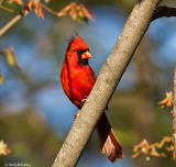 Red Bird March 29