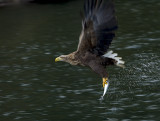 White tailed eagle with my dinner.jpg