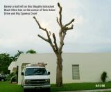 Tree Abuse:  severely mutilated large old Black Olive tree at 7361 Big Cypress Court, Miami Lakes, FL