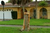 Tree destruction:  public-owned large old Black Olive tree on public swale area destroyed at 7460 Twin Sabal Drive, Miami Lakes