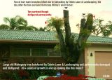 #2 of series - Seriously damaged Mahogany tree at 14302 Marginada Court, Miami Lakes, FL 33014-2922