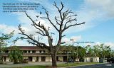 Tree Abuse:  40-50 year old Live Oak tree butchered behind the Chevron Station on Miami Lakes Drive in Miami Lakes, FL