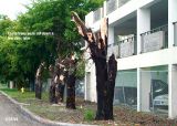 Tree Destruction at the Miami Plaza Hotel, Hialeah Gardens, FL