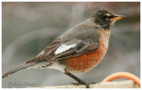 Merle dAmrique / American Robin