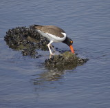 Oystercatcher