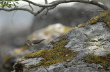 Common Sandpiper