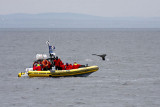 Whale watching off Tadoussac