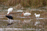 White and Glossy Ibises and a Snowy Egret