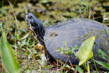Turtle along the Shark River