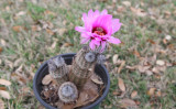 Echinocereus reichenbachii var. fitchii