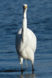 Great Egret with fish