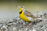 Western Meadowlark