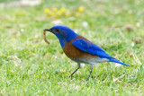 Western Bluebird