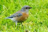 Western Bluebird