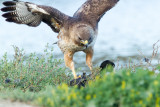 Hawk flipping coot